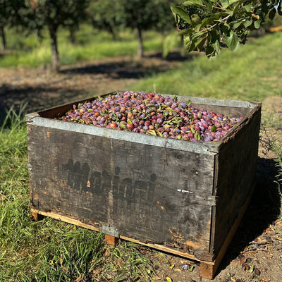 All about PRUNES!